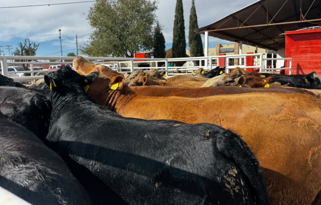 Reanudan exportación ganadera por Puerto Palomas con primer cruce de más de 700 cabezas